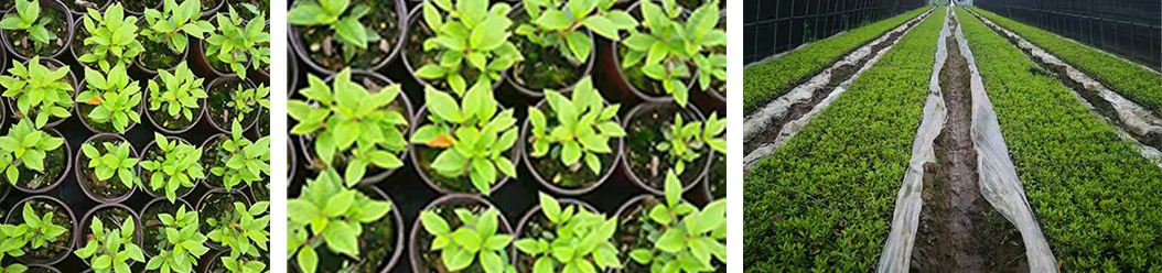 (圖2) 1-220415161045528.jpg