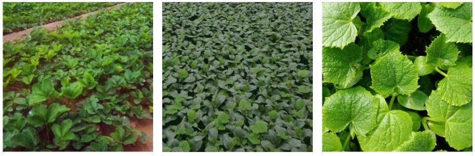 果蔬種植(圖9) 1-2204231P429303.jpg